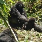 Rwanda - gorillas-featured