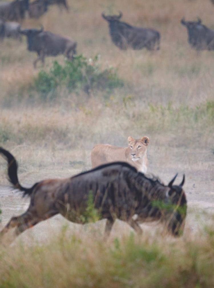 Tz-luxury-flying - gorillas-featured | Gamewatchers Safaris