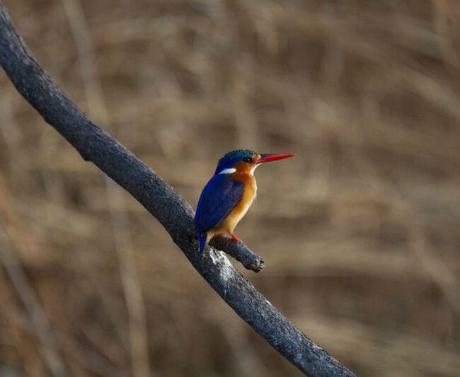 Zimbabwe_BumiHills_birdlife2_800x533