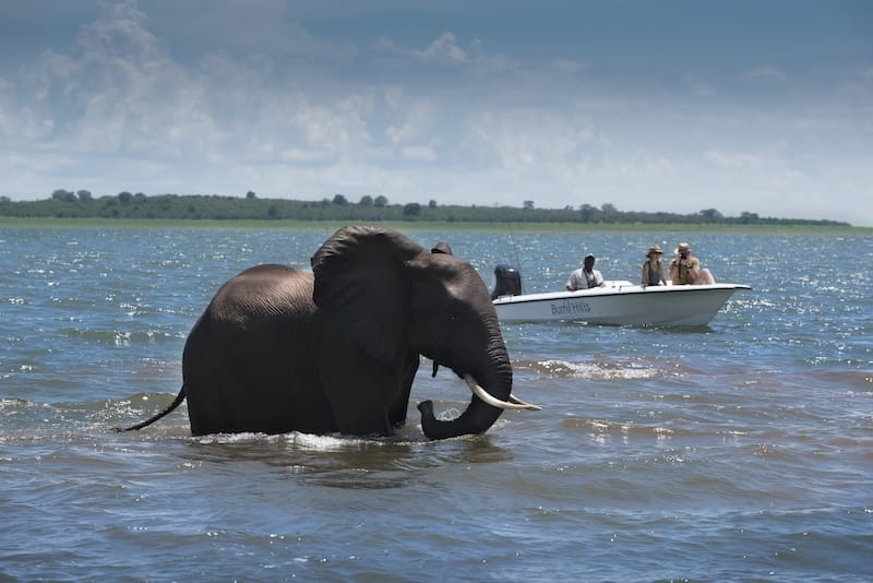 Zimbabwe_BumiHills_elephant_800x534