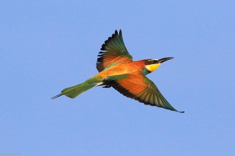 Zimbabwe_Nehimba_bird_800x533