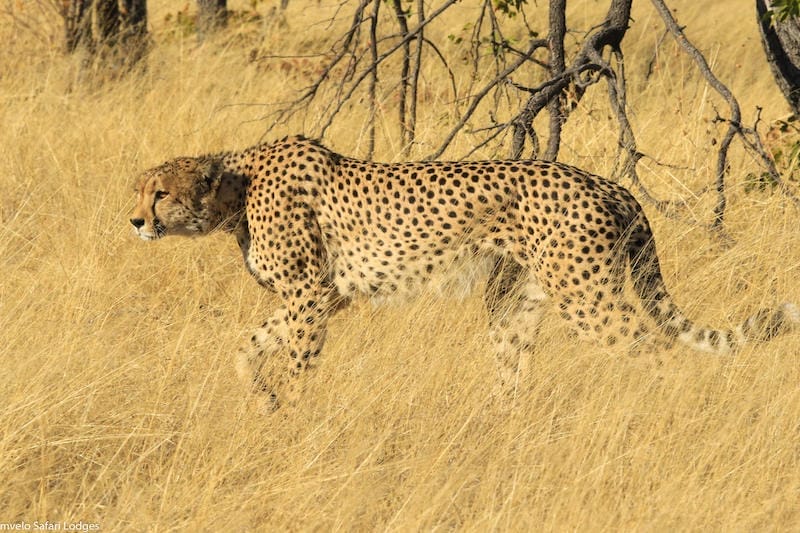 Zimbabwe_Nehimba_cheetah_800x533