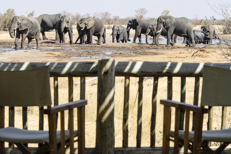 Zimbabwe_Nehimba_elephant2_800x533