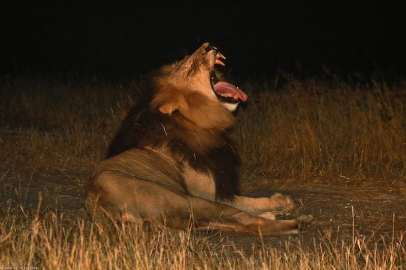 Zimbabwe_Nehimba_lion_800x533