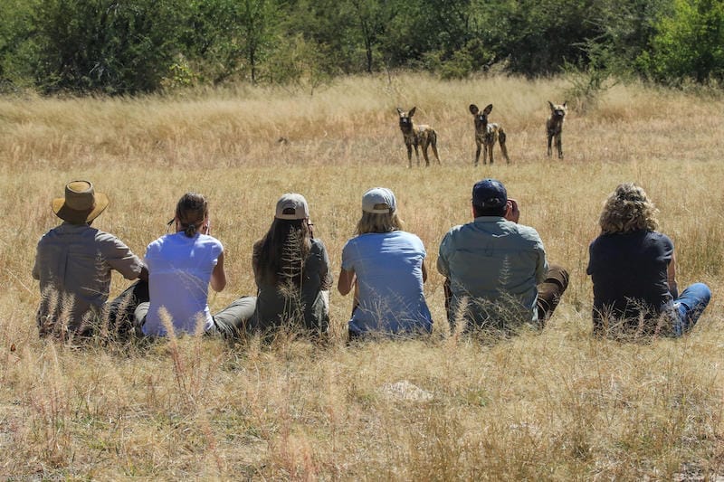 Zimbabwe_Nehimba_walking_800x533