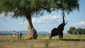 ZIMBABWE I Gamewatchers Safaris