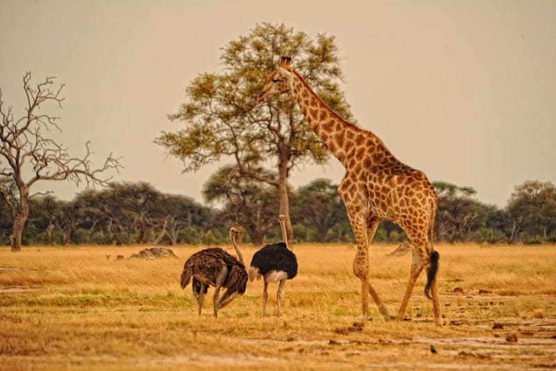 Zimbabwe_Somalisa-Camp_giraffe_800x533 Zimbabwe_Somalisa-Camp_giraffe_800x533