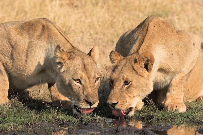 Somalisa Camp - Lion Drinking