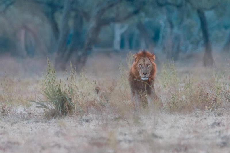 Zimbabwe_Zambezi_Expeditions_lion2_800x533