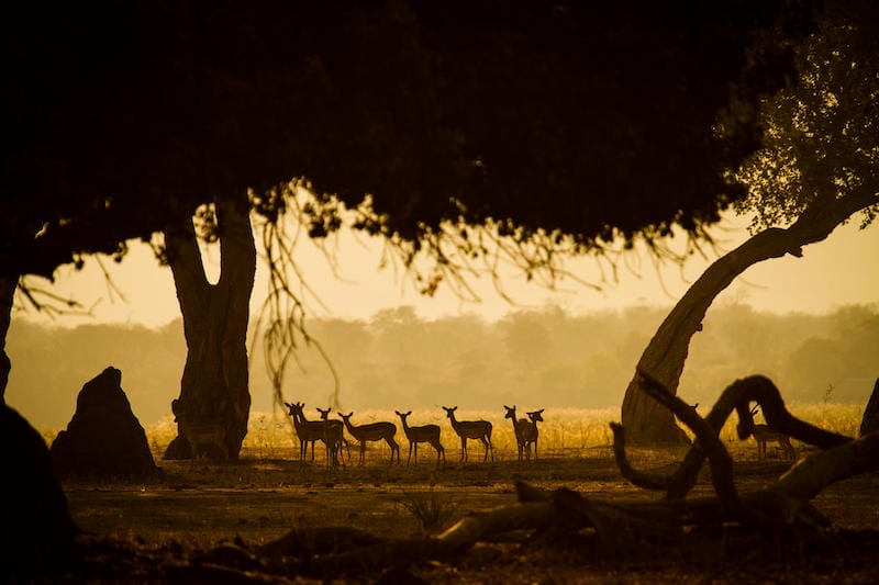 Zimbabwe_Zambezi_Expeditions_sunset_800x533