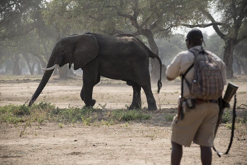 Zimbabwe_Zambezi_Expeditions_walking3_800x534