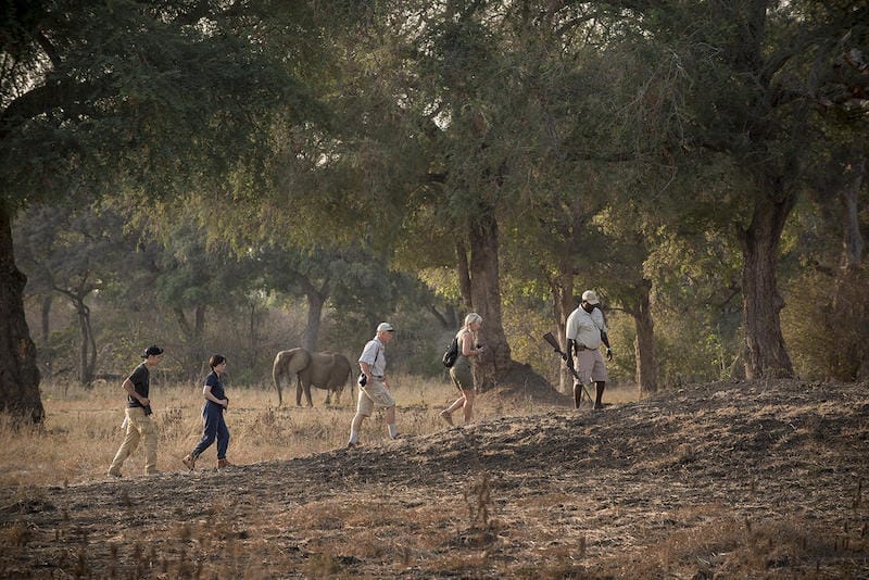 Zimbabwe_Zambezi_Expeditions_walking5_800x534