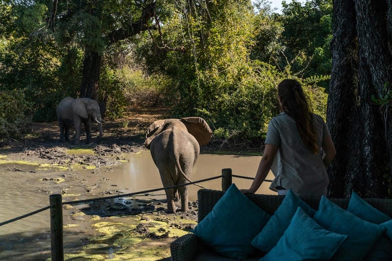 Zimbabwe_kangacamp_elephant_800x533