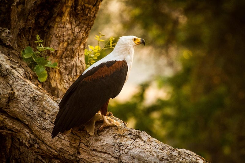 Zimbabwe_kangacamp_fisheagle_800x533