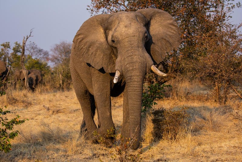 Zimbabwe_mpalajena_elephant_800x534