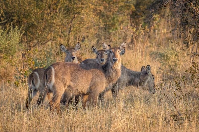 Zimbabwe_mpalajena_waterbuck_800x533