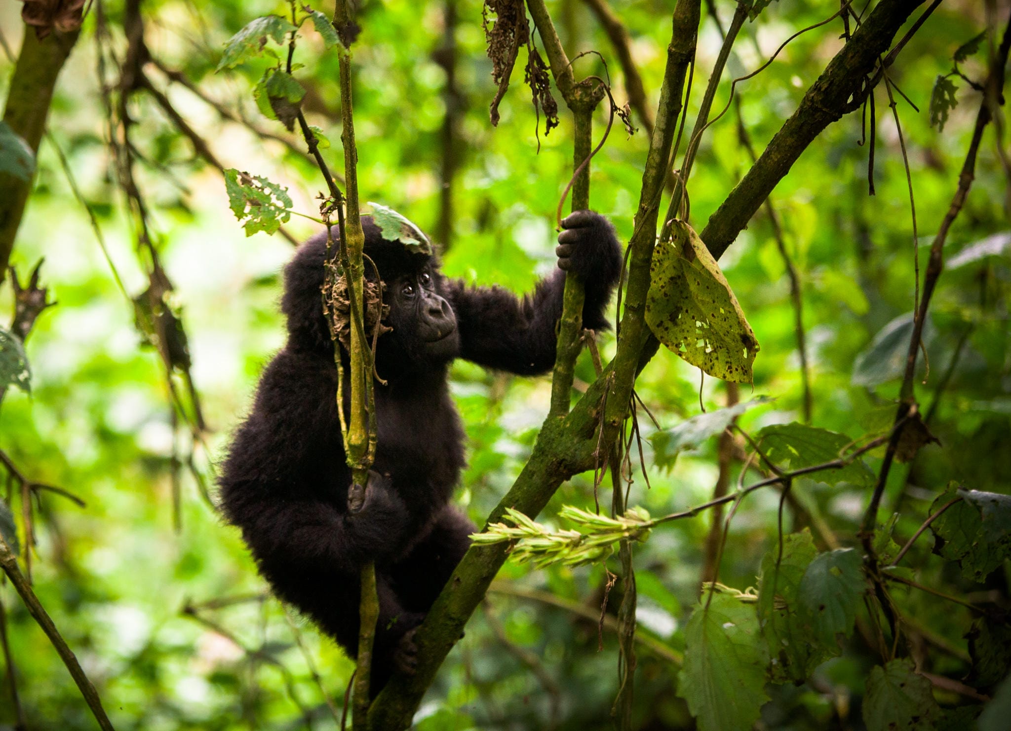 baby_gorilla-jsa1