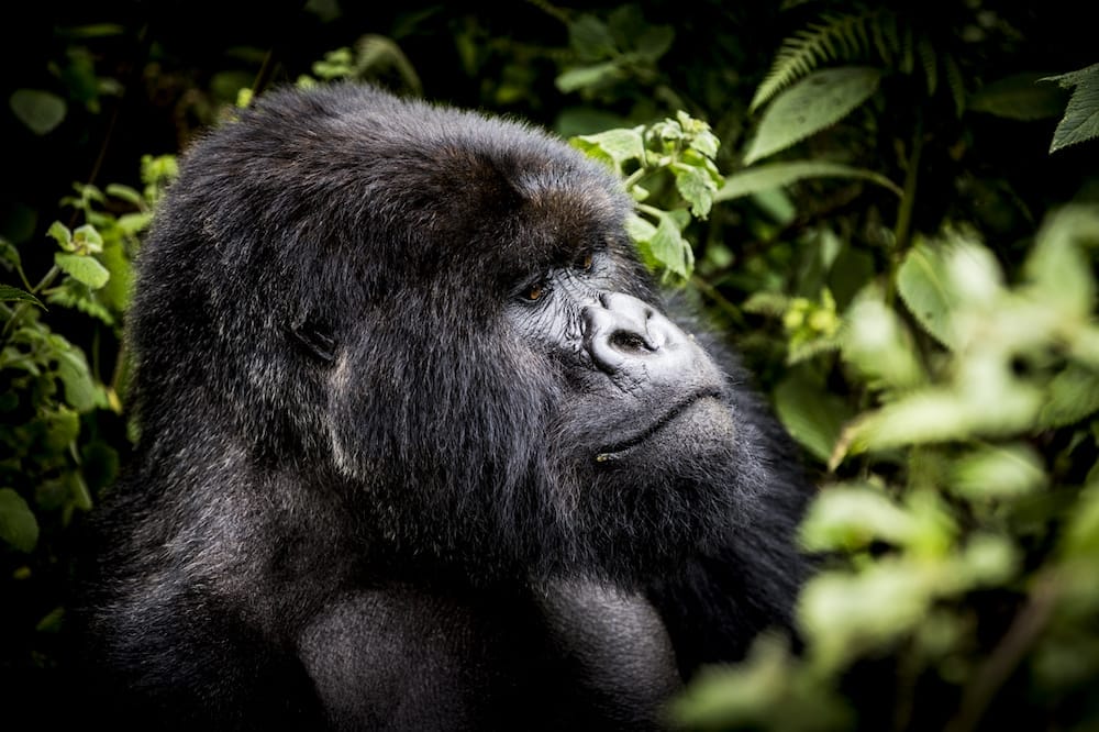 The silverback from the Titus group sits in the verdant foliage, Bisate Lodge, Wilderness Safari, Rwanda