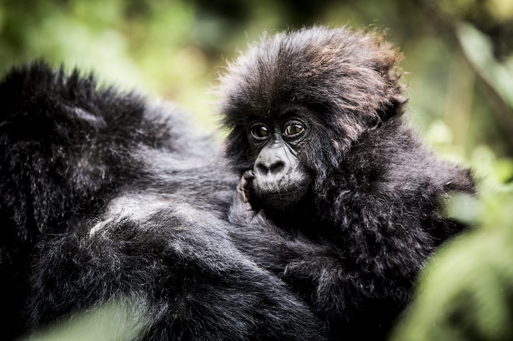 A baby rides on its mother's back as she moves trhough the thistles, Bisate Lodge, Wilderness Safari, Rwanda