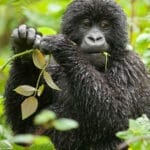 Bwindi Lodge - Uganda