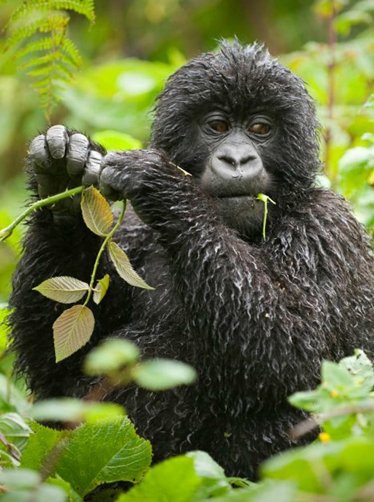 bwindi lodge - uganda