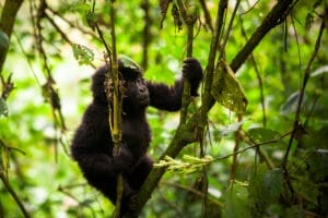 Bwindi Uganda