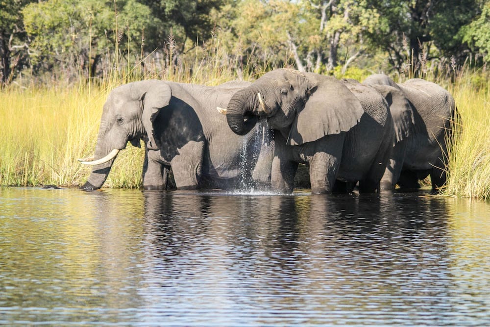 camp-moremi-elephant