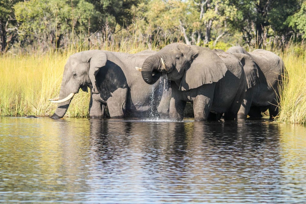 camp-moremi-elephant
