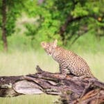 Camp Moremi Leopard Cub