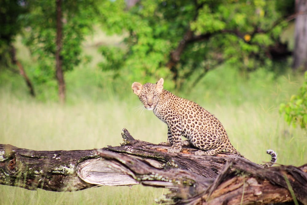Camp Moremi Leopard Cub
