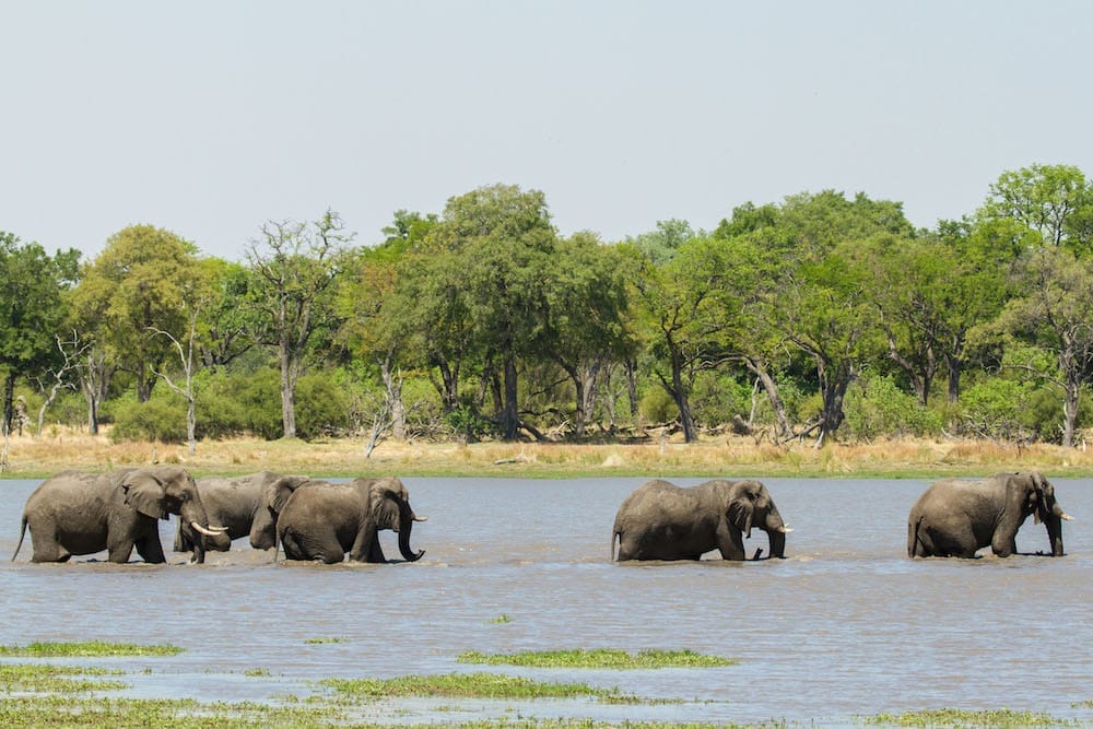 camp-xakanaxa-elephant