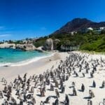 penguins on beach