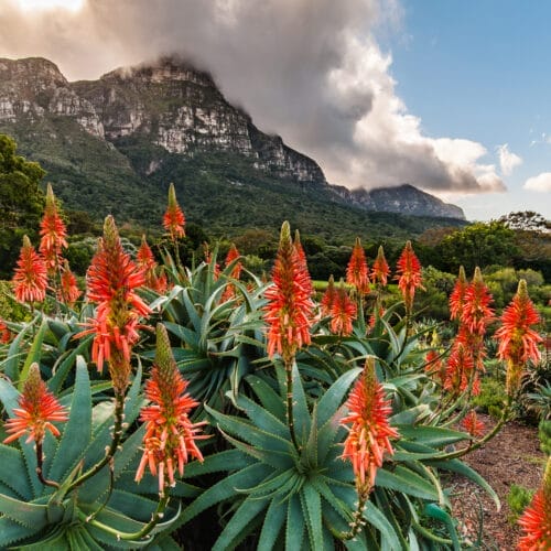 Red Aloe flowers in full bloom with a mountainous backdrop
