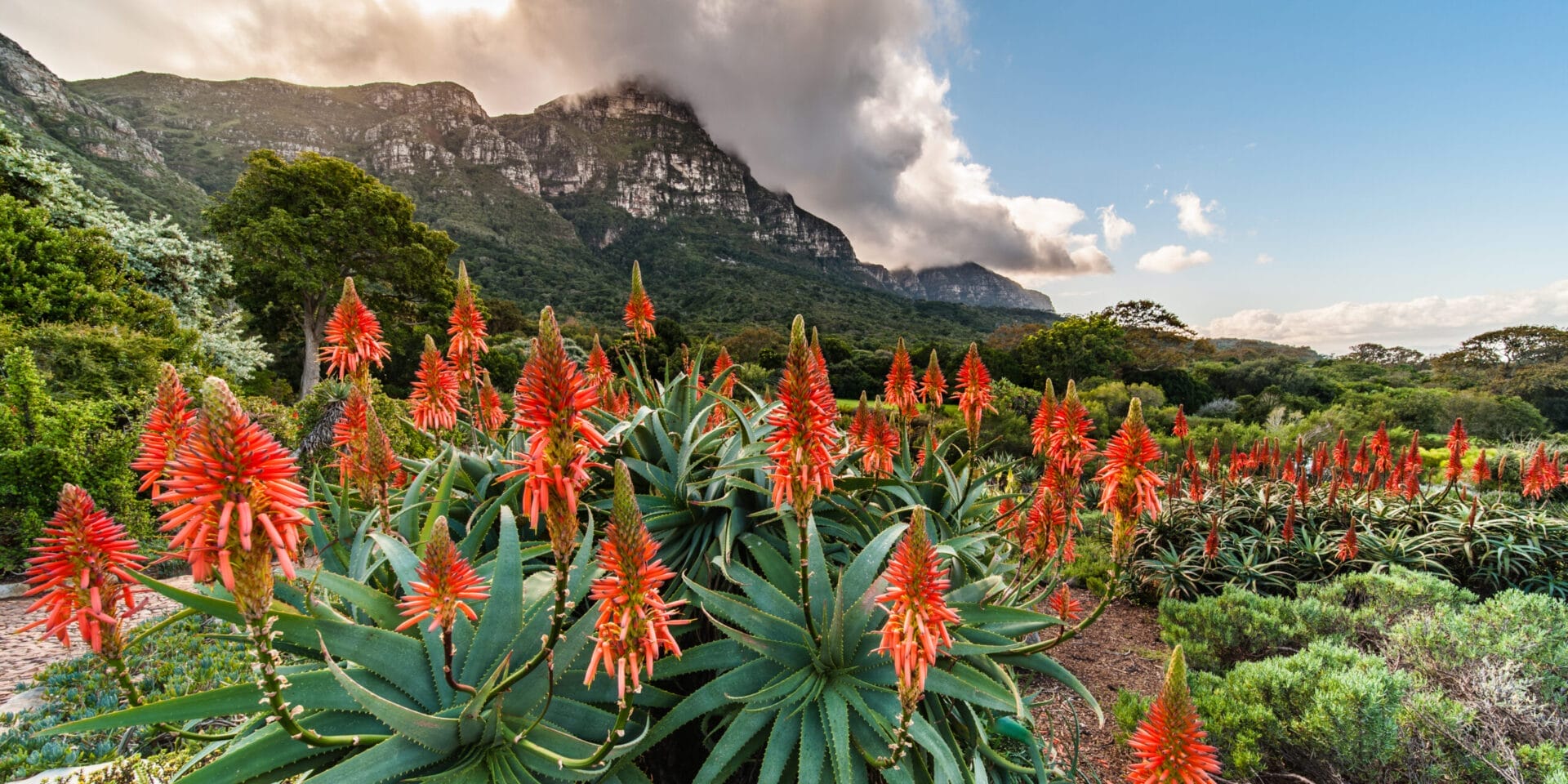 Red Aloe flowers in full bloom with a mountainous backdrop