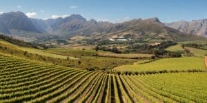 capetown vineyards