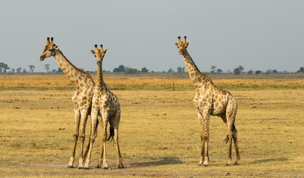 chobe-game-lodge-activitiesls-6033