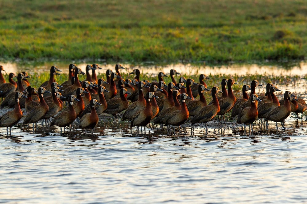 chobe-savanna-lodge-birding3