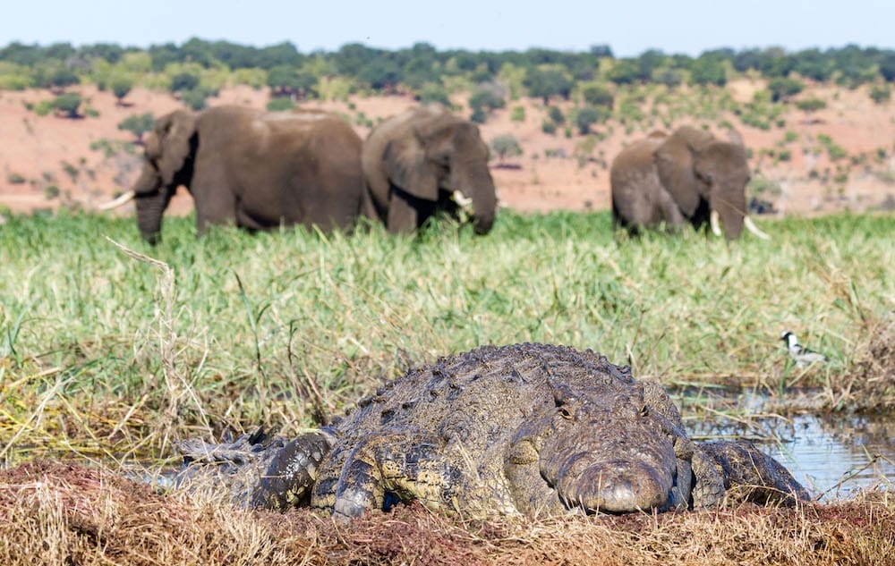 chobe-savanna-lodge-crocodile