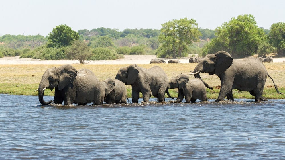 chobe-savanna-lodgelr-7431