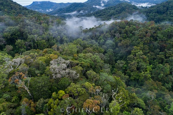 Established in 1991, Ranomafana National Park protects over 160 sq. mi. of tropical rainforest, a habitat which has been reduced to less than 10% of its original extent in Madagascar.