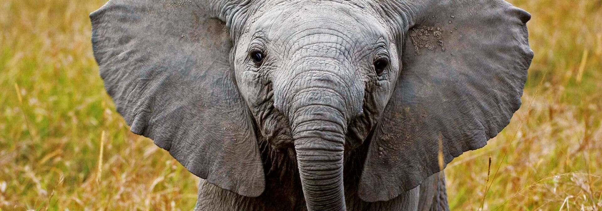 elephant-watch-camp-gallery-image-20-1444824454