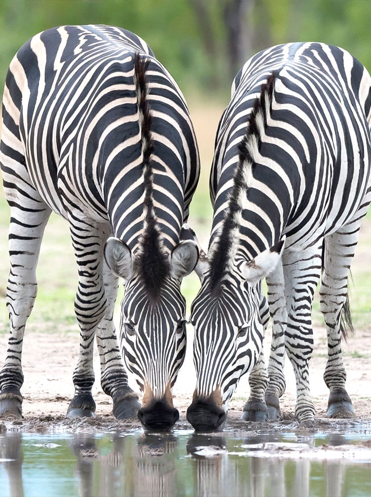 experience - feature | Gamewatchers Safaris zebra drinking