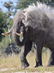 elephant