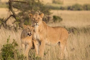 Female Lions - Photo credit Alison Mees