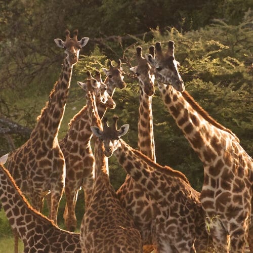 gallerykhgj | Gamewatchers Safaris