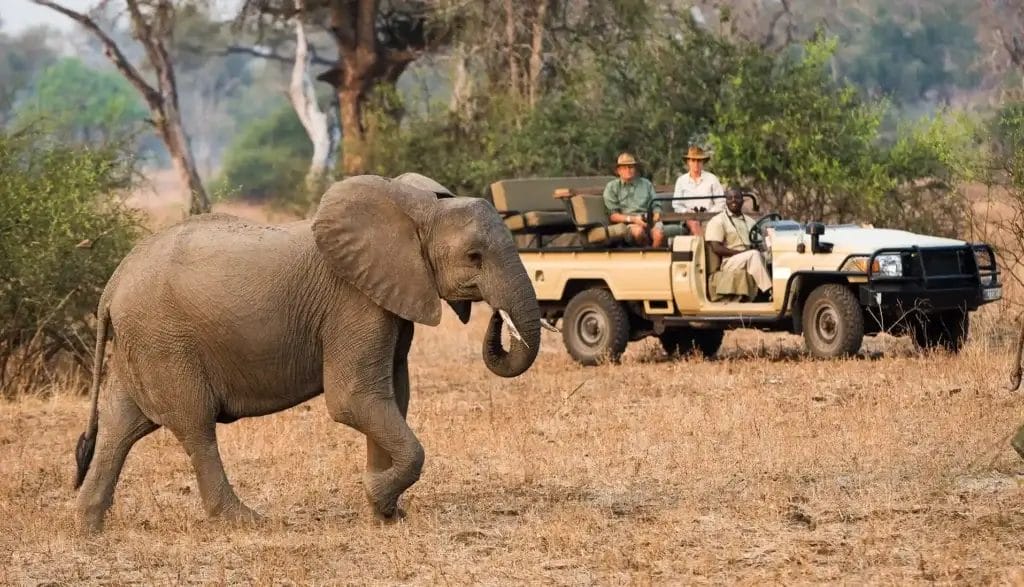 Gamedrive at Nkwali Camp Zambia