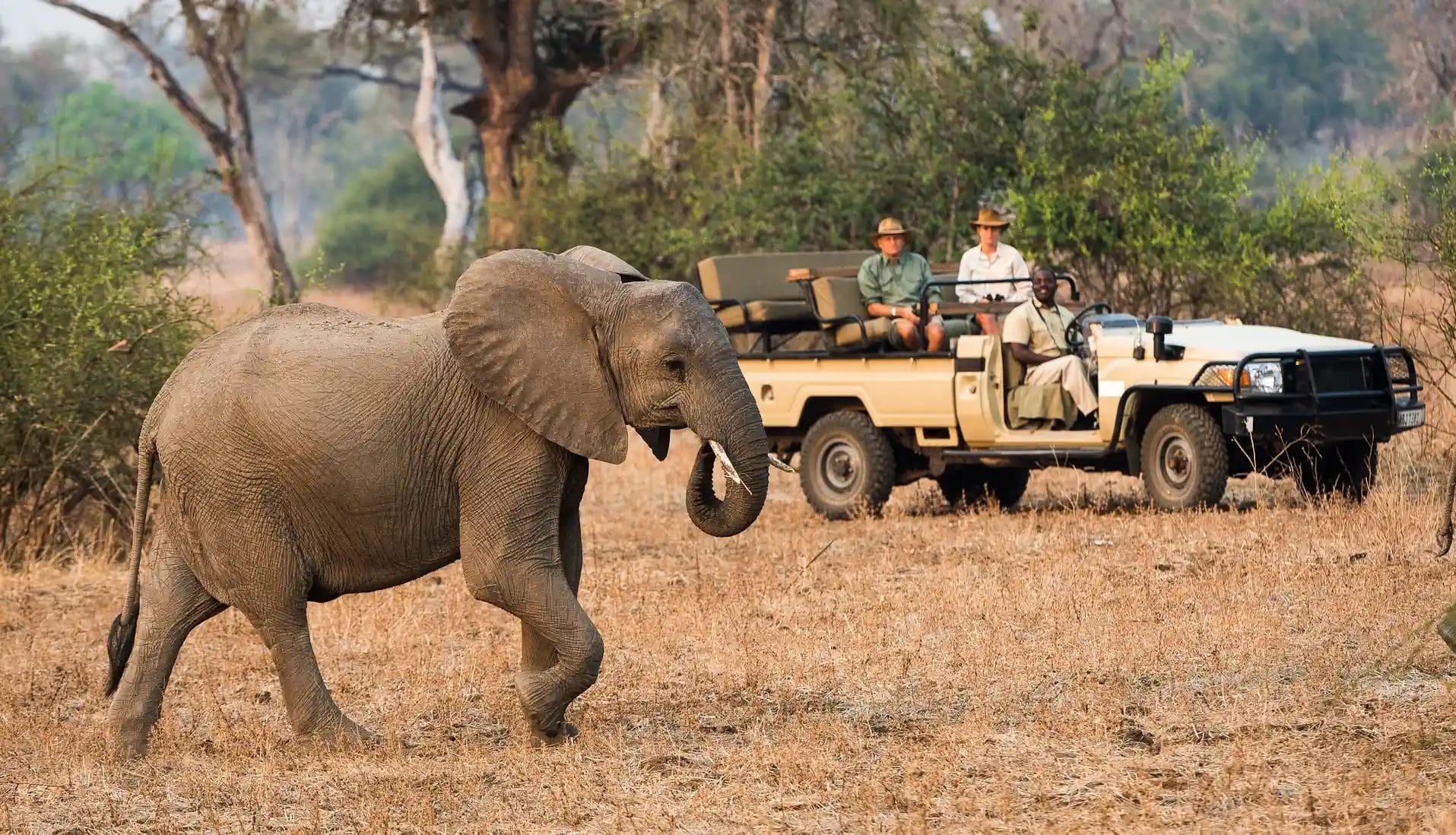 Gamedrive at Nkwali Camp Zambia
