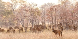 Herd of animals grazing in long grass