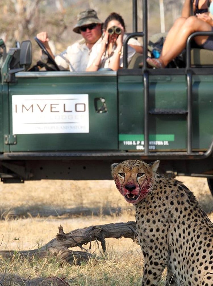 tourists watching cheetah