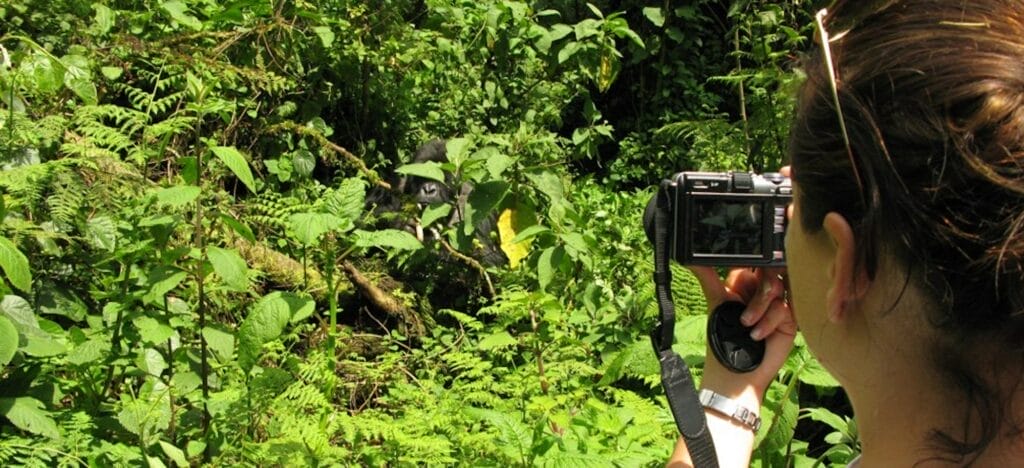 Observing Gorillas